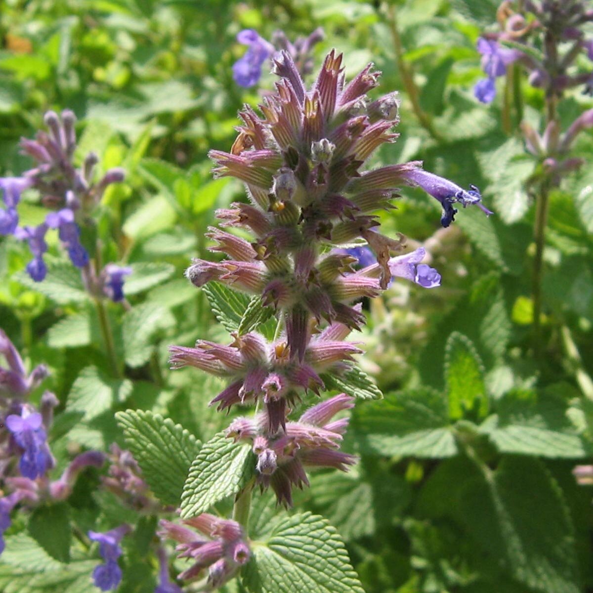 erba-gatta-nepeta-cataria-semi