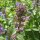 Erba gatta (Nepeta cataria) semi