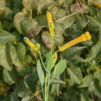 Tabacco glauco (Nicotiana glauca) semi