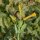 Tabacco glauco (Nicotiana glauca) semi