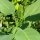 Tabacco glauco (Nicotiana glauca) semi