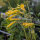 Tabacco glauco (Nicotiana glauca) semi