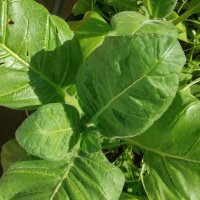 Tabacco Mapacho (Nicotiana rustica) semi