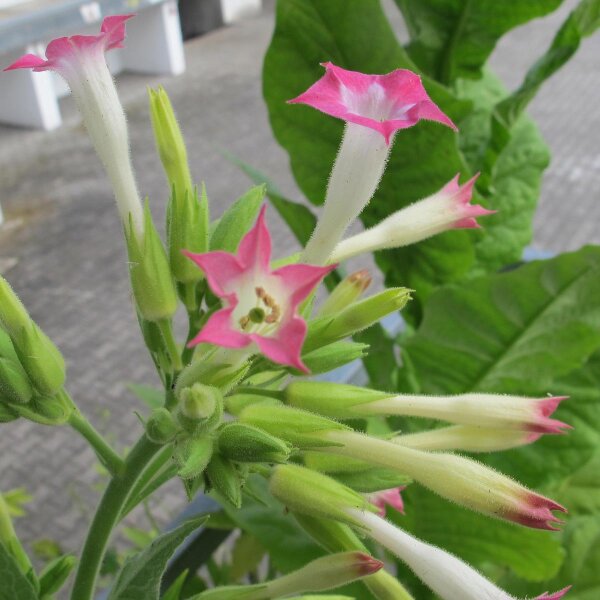 Tabacco Golden Virginia (Nicotiana tabacum) semi