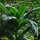 Tabacco Golden Virginia (Nicotiana tabacum) semi