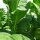 Tabacco Burley Bursanica (Nicotiana tabacum) semi