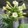 Tabacco Orientale Samsun (Nicotiana Tabacum) semi