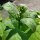 Tabacco Orientale Samsun (Nicotiana Tabacum) semi