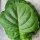 Tabacco Orientale Samsun (Nicotiana Tabacum) semi