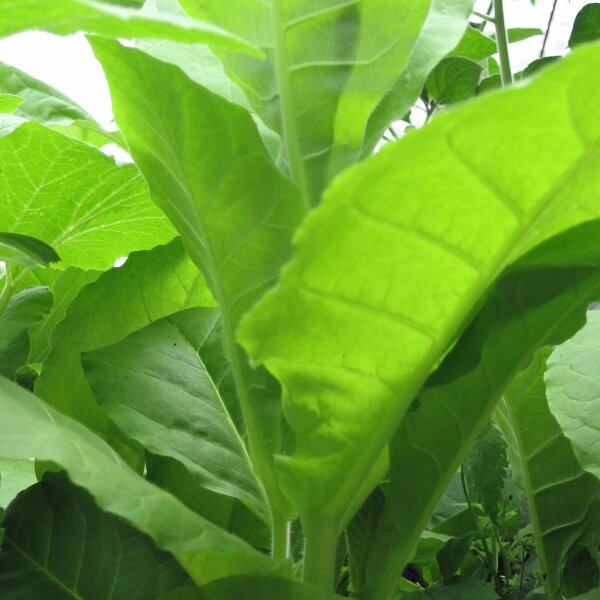Tabacco Kentucky (Nicotiana Tabacum) semi