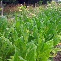 Tabacco Badischer Geudertheimer (Nicotiana tabacum) semi