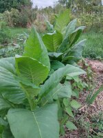 Tabacco Badischer Geudertheimer (Nicotiana tabacum)