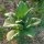 Tabacco Badischer Geudertheimer (Nicotiana tabacum) semi
