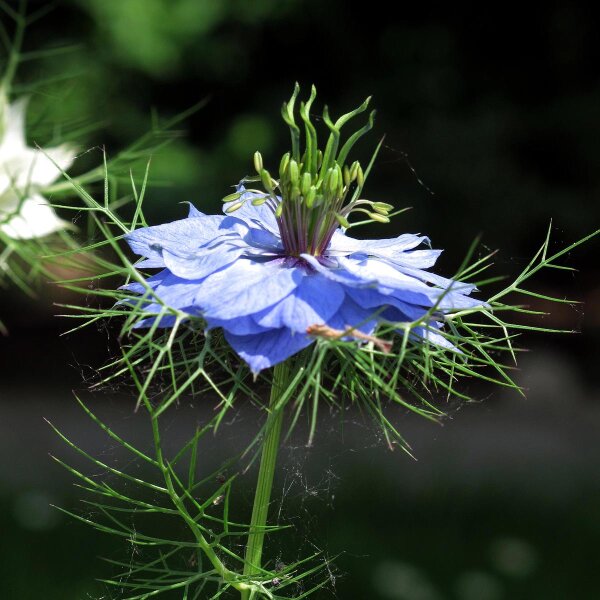 Damigella (Nigella damascena) semi