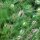 Damigella (Nigella damascena) semi