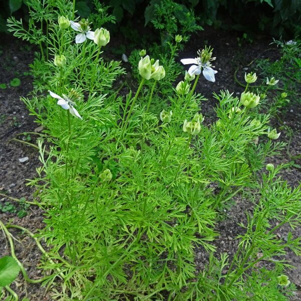 Cumino nero (Nigella sativa) semi