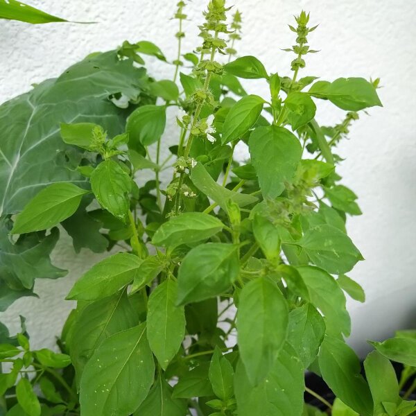 Basilico limone (Ocimum americanum) semi