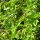 Basilico limone (Ocimum americanum) semi