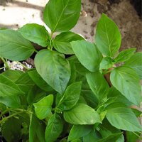 Basilico tailandese (Ocimum basilicum) semi