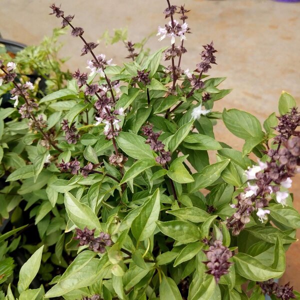 Basilico persiano (Ocimum basilicum) semi