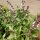 Basilico persiano (Ocimum basilicum) semi