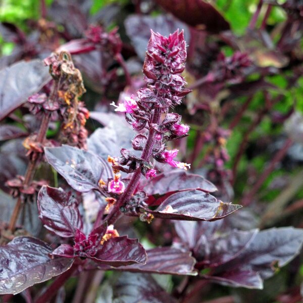 Basilico violetto (Ocimum basilicum) semi