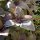 Basilico violetto (Ocimum basilicum)