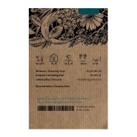 Basilico sacro / Tulsi (Ocimum sanctum syn. tenuiflorum)