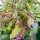 Basilico sacro / Tulsi (Ocimum sanctum syn. tenuiflorum)