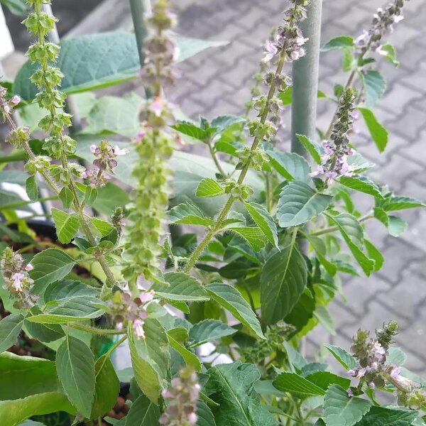 Basilico rustico (Ocimum canum) semi