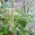 Basilico rustico (Ocimum canum) semi