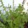 Basilico rustico (Ocimum canum) semi