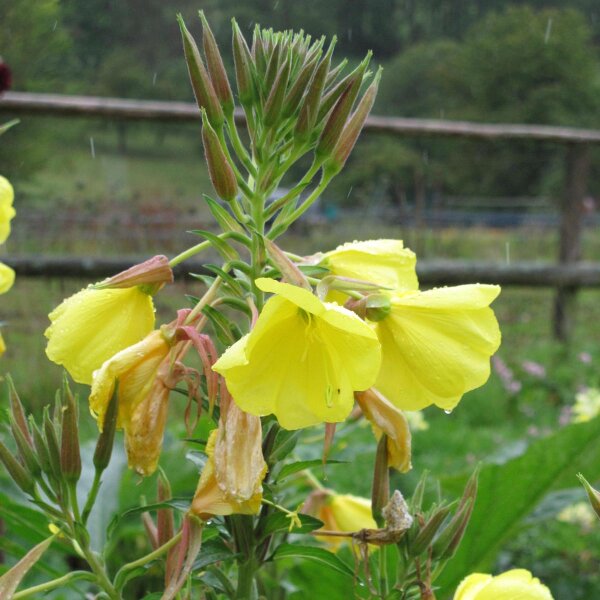 Enagra comune (Oenothera biennis) semi