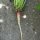 Enagra comune (Oenothera biennis) semi