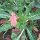 Enagra comune (Oenothera biennis) semi