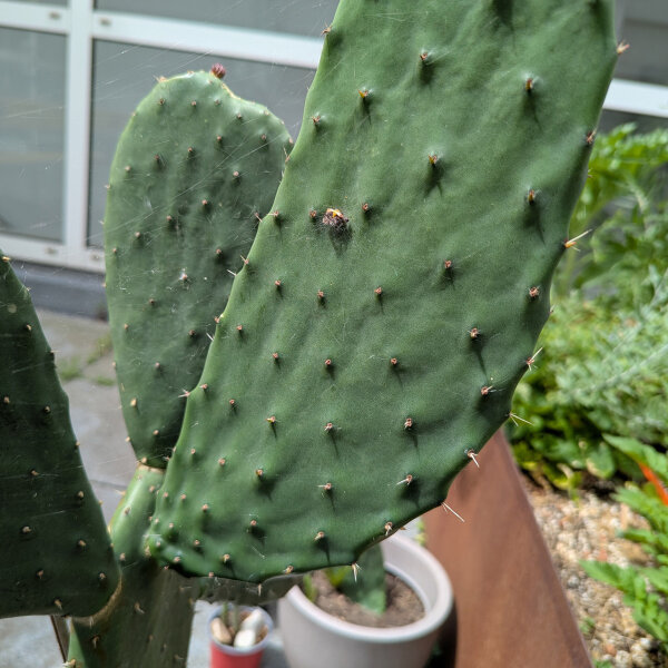 Fico dIndia (Opuntia ficus-indica) semi
