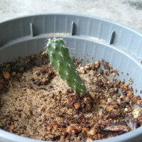 Fico dIndia (Opuntia ficus-indica) semi