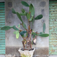 Fico dIndia (Opuntia ficus-indica) semi