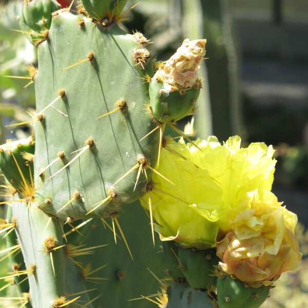 Fico dIndia a spine scure (Opuntia phaeacantha) semi