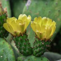 Fico dIndia a spine scure (Opuntia phaeacantha) semi