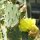 Fico dIndia a spine scure (Opuntia phaeacantha) semi