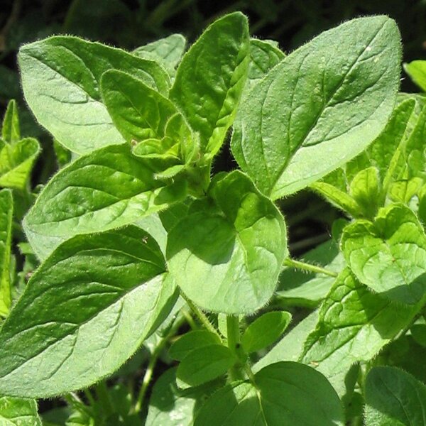 Origano (Origanum vulgare) semi