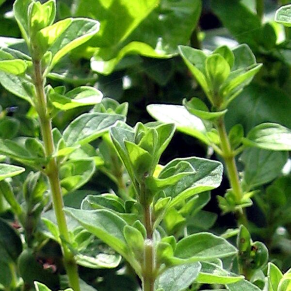 Maggiorana (Origanum majorana) semi