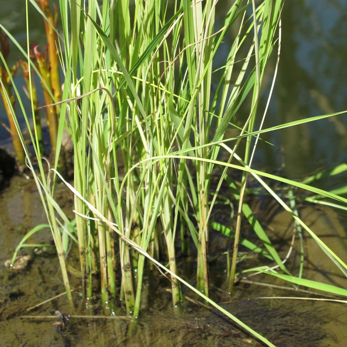 Riso &amp;#39;Arborio Bianco&amp;#39; (Oryza sativa) semi