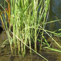 Riso Arborio Bianco (Oryza sativa) semi