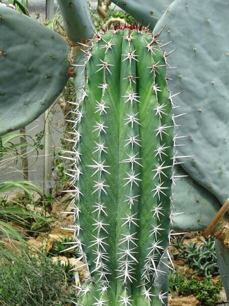 Chawe (Pachycereus pecten-aboriginum) semi