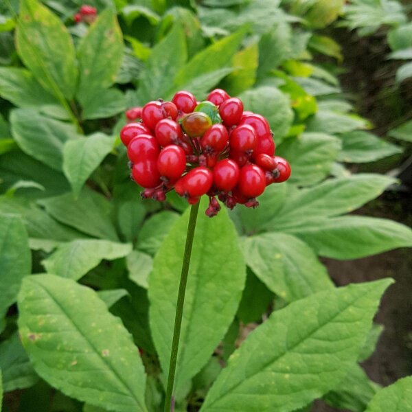Ginseng (Panax ginseng) semi