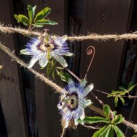 Passiflora blu (Passiflora caerulea) semi