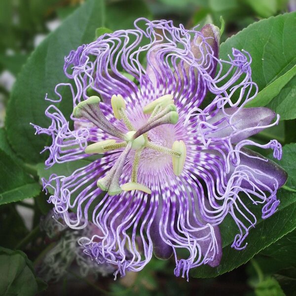 Passiflora incarnata (Passiflora incarnata) semi