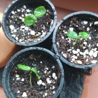 Passiflora incarnata (Passiflora incarnata) semi